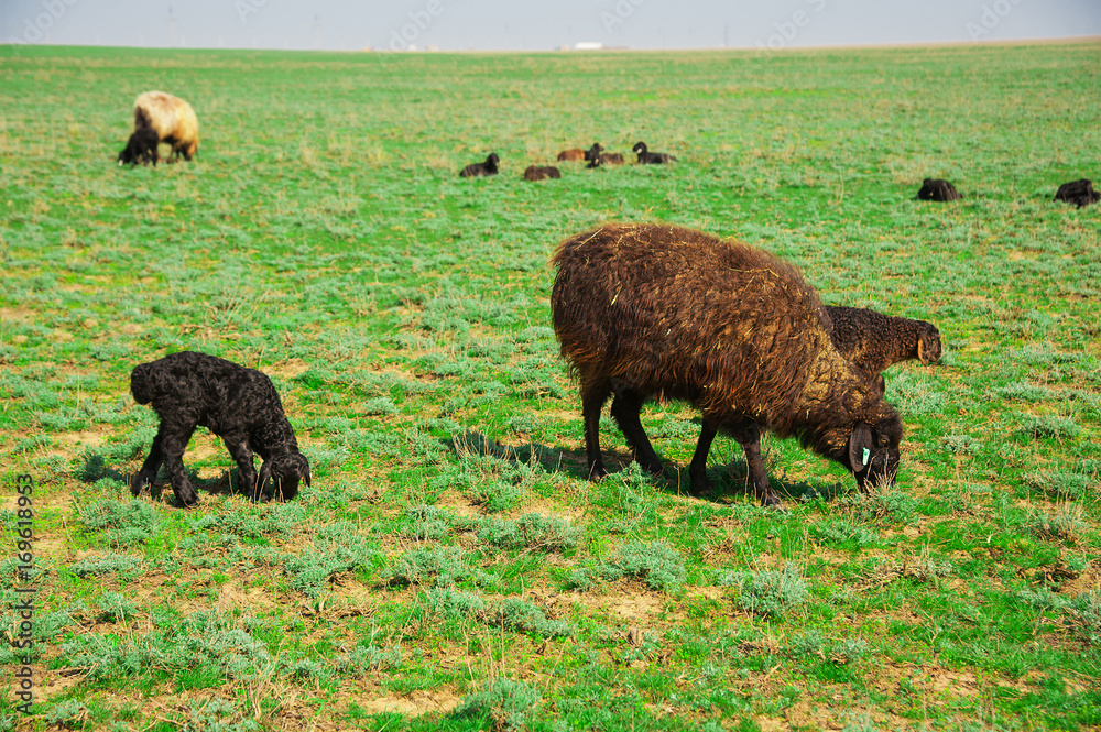 Sheep on a farm Sheep on a farm