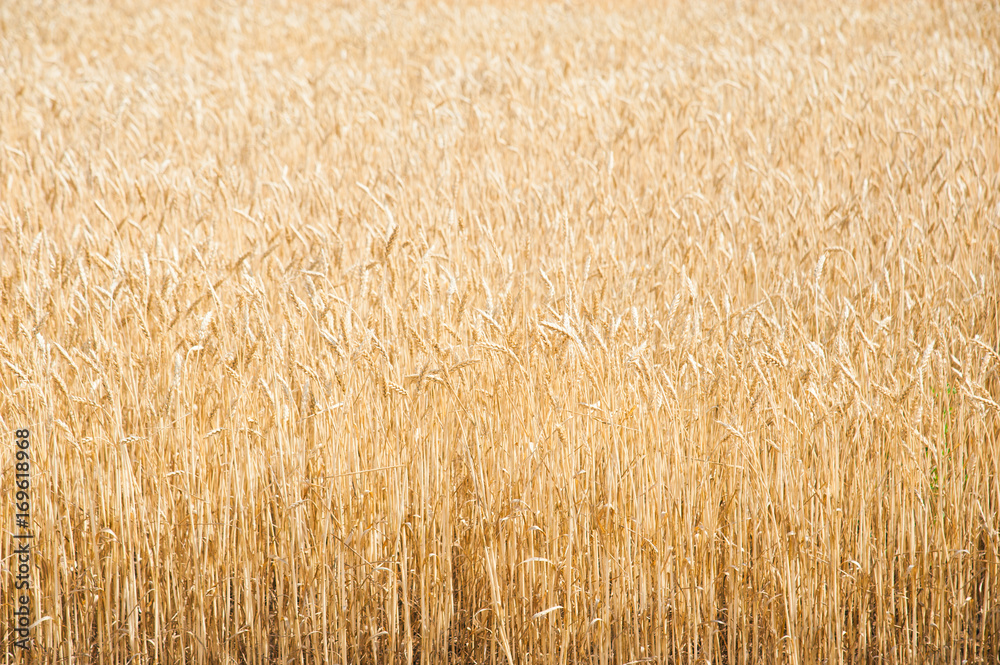 Fototapeta premium Wheat field