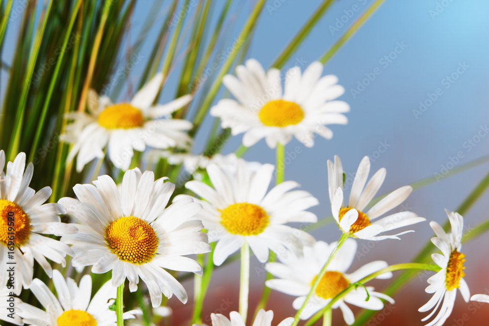 Fototapeta premium Chamomile among flowers