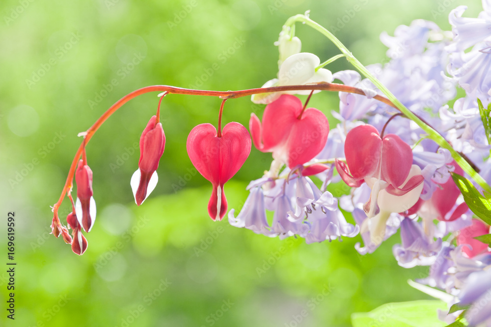 Fototapeta premium Tränendes Herz