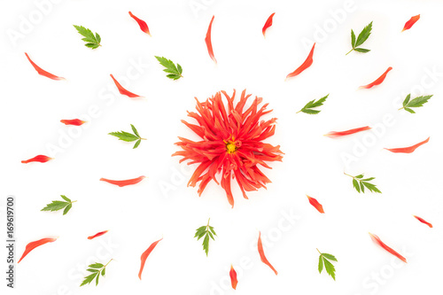 Red dahlias flowers, green leaves and flowers petals on white background. Flat lay, top view