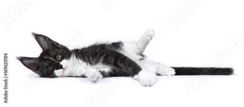 Black and white smoke Maine Coon cat kitten lying isolated on white photo