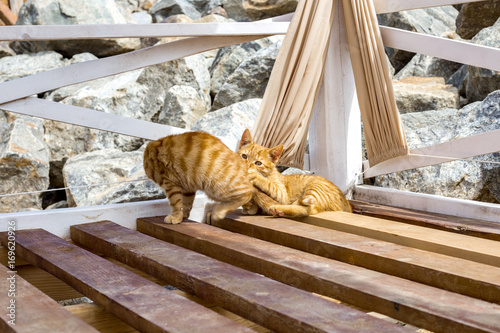 Two cats playing in summer on a beach