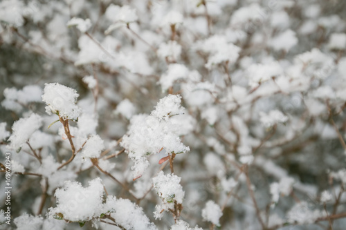 Blossom of snow © Eun