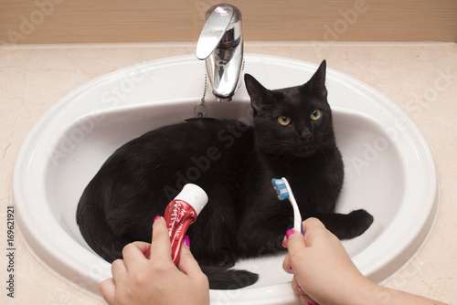 gato en el lavabo