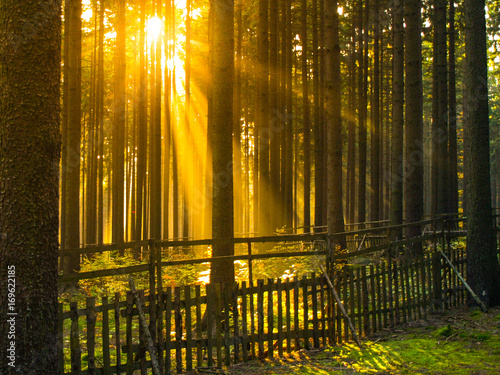 Sunrise in the forest. Sun rays shining through trees and morning mist.