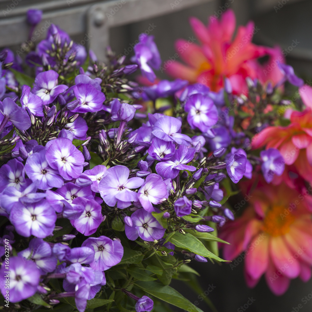 Fototapeta premium Bouquet of blue phlox and orange dahlias for wedding celebrations