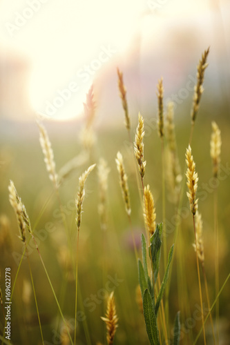 autumn vintage natural background in field at sunset