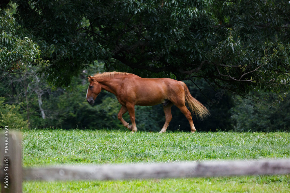 Naklejka premium Golden Brown Horse 2