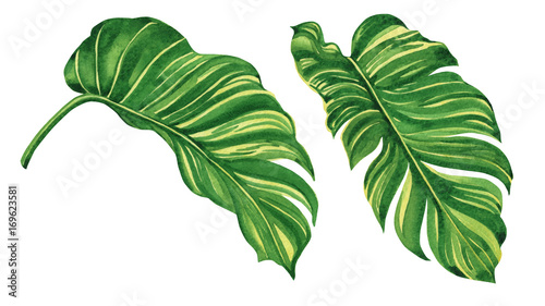 Watercolor painting tropical green leaves,palm leaf isolated on white background.Watercolor hand painted illustration tropical exotic leaf for wallpaper vintage Hawaii style pattern.With clipping path