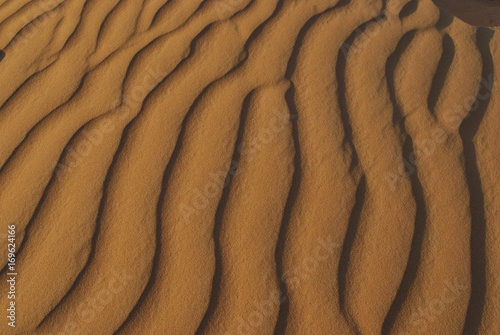 Sandrillen in der Wüste
