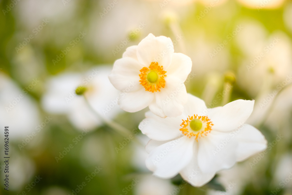 spring flowers in meadow , white flowers