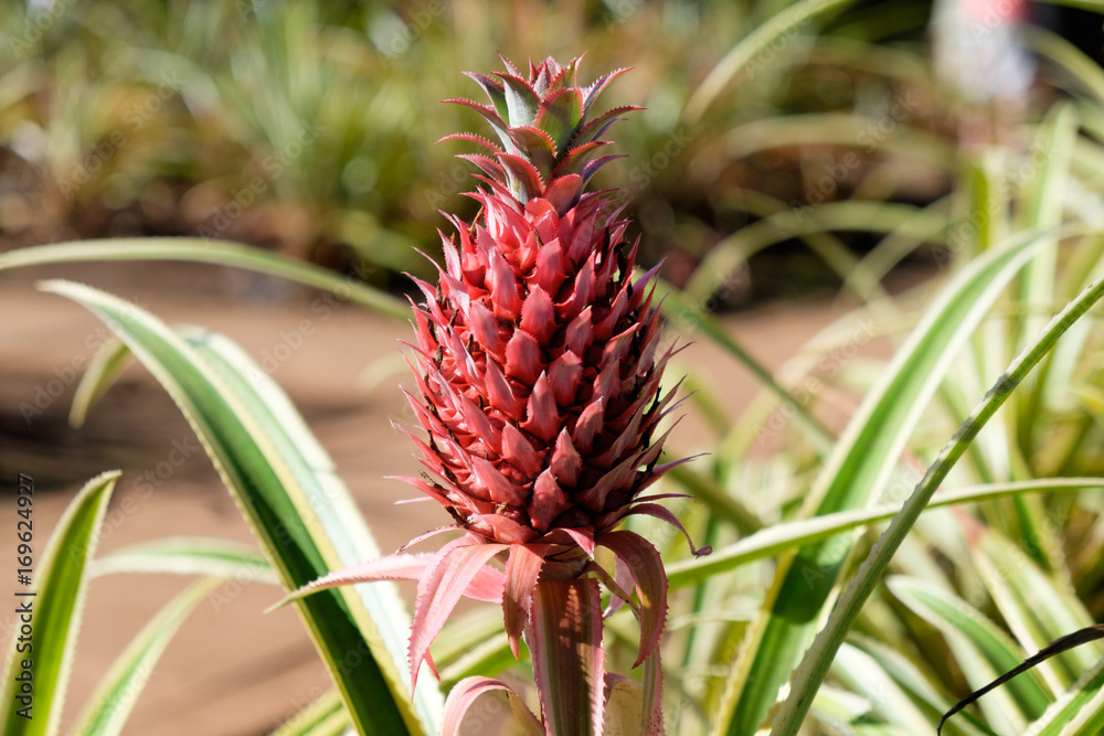 Red small tropical pineapple growing at a farm Red small tropical pineapple growing at a farm