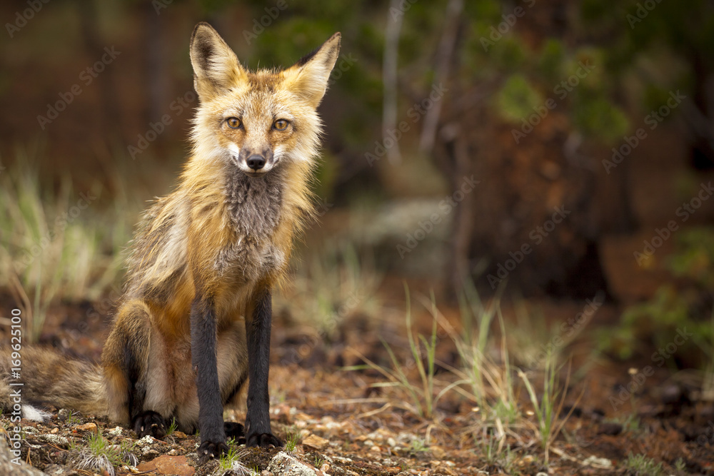 Curious red fox staring intensely at viewer Curious red fox staring intensely at viewer