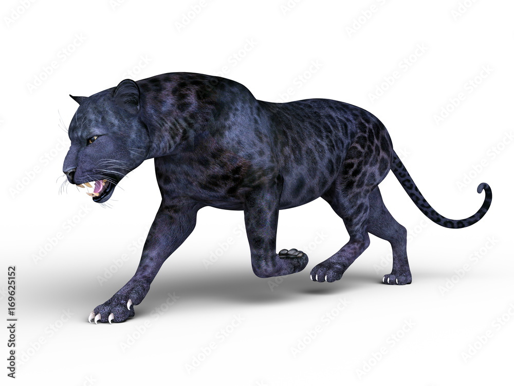 黒ヒョウ 黒ヒョウ