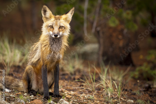 Curious red fox staring intensely at viewer © dmussman