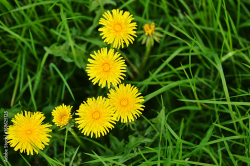 Fototapeta Naklejka Na Ścianę i Meble -  grass with dandelions