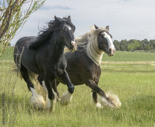 Two Gypsy Vanner Horse mares run toward us in green pasture