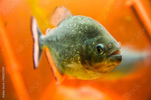 predatory piranha fish photo