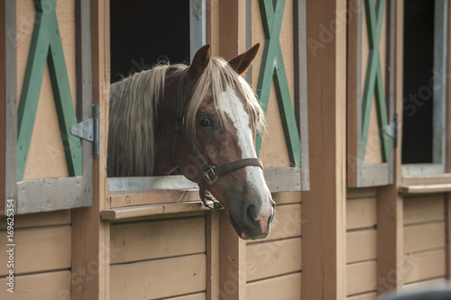 Missouri Fox Trotter stallion looking over stall window