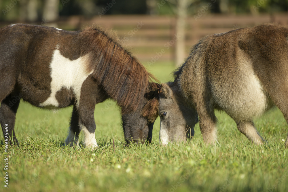 Fototapeta premium miniature horses graze head to head