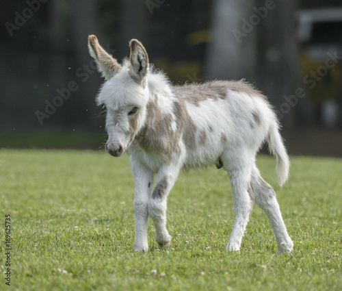 Spotted Miniature donkey foal on lush grass lawn