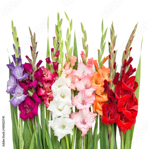 Gladiolus flowers isolated on white background
