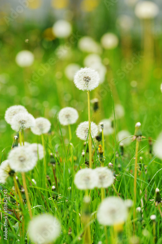white Dandelions on a meadow  vertical