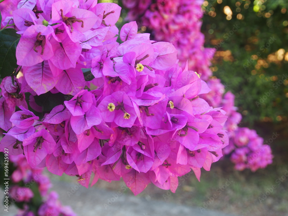 Blühender Zweig einer Bougainvillea Blühender Zweig einer Bougainvillea