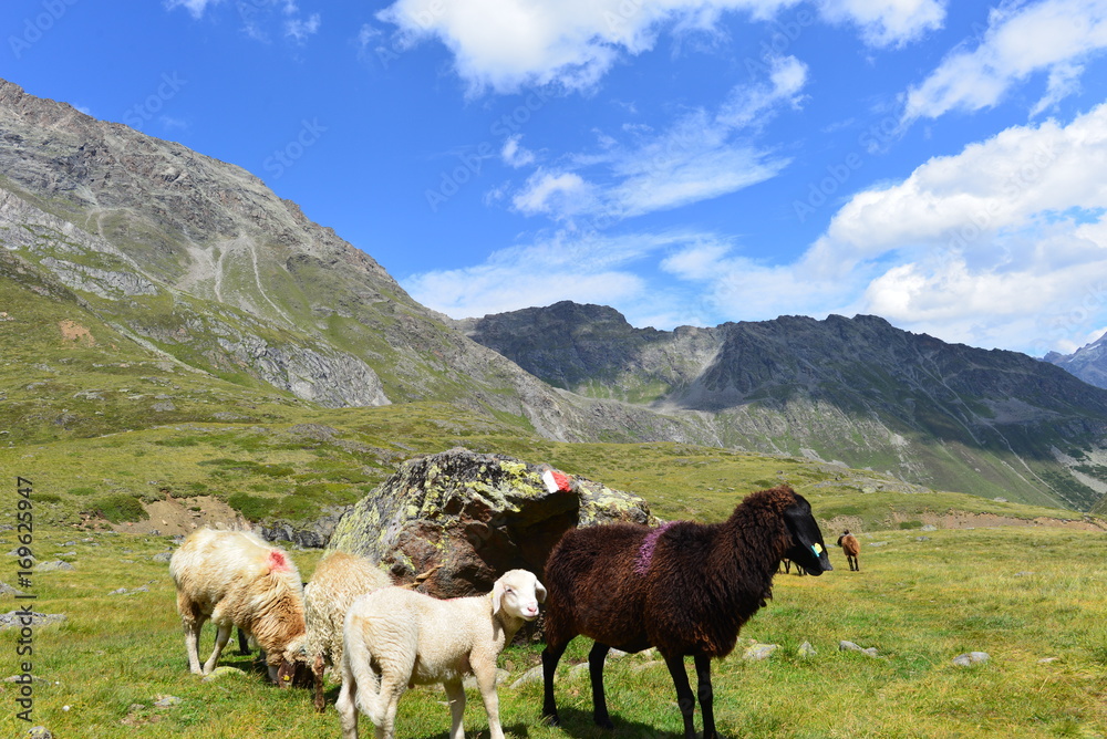 Fototapeta premium Schafe im Riffltal Kaunergrat/Ötztaler Alpen