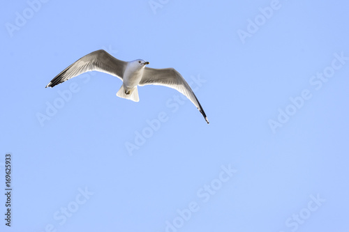Ring-billed Gull overhead