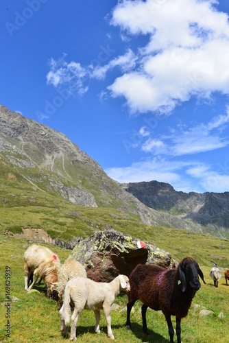 Schafe im Riffltal Kaunergrat/Ötztaler Alpen photo