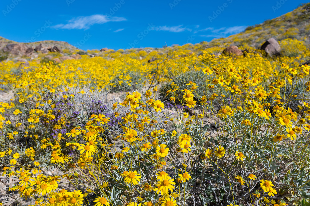 Obraz premium Close Up of Bristlebush Flowers on Desert Hillside