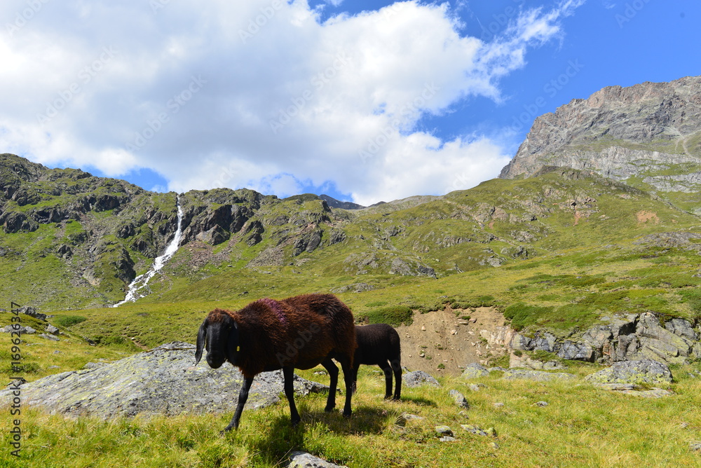 Schafe im Riffltal Kaunergrat/Ötztaler Alpen - Tirol