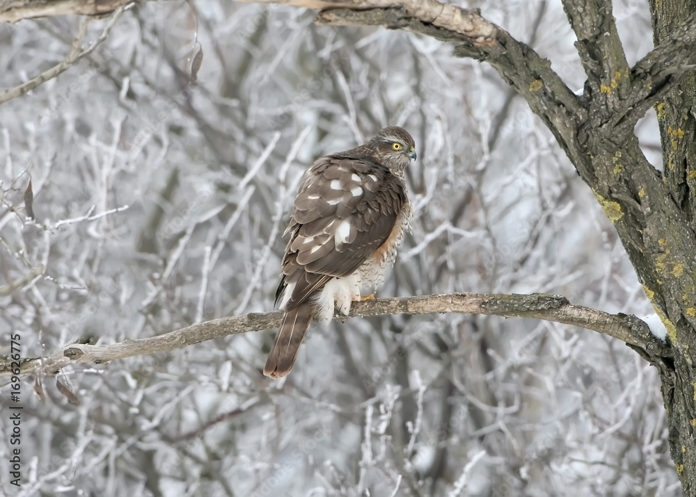 Eurasian sparrowhawk on the branch in winter Eurasian sparrowhawk on the branch in winter