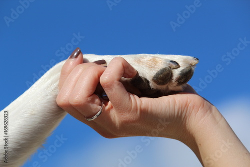 saludo con perro