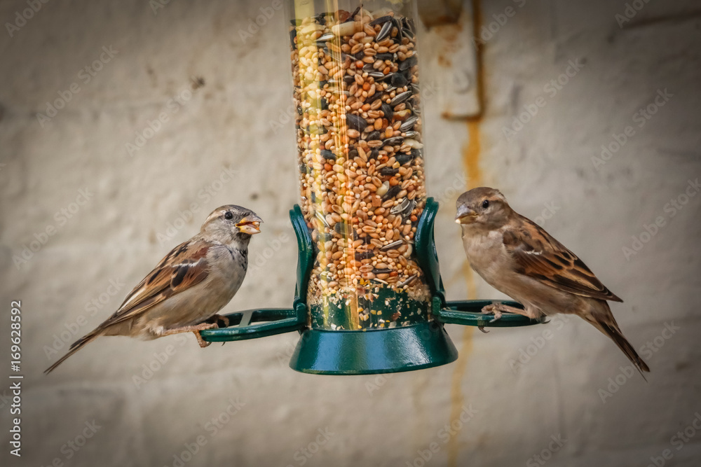 Naklejka premium moonrakers birds