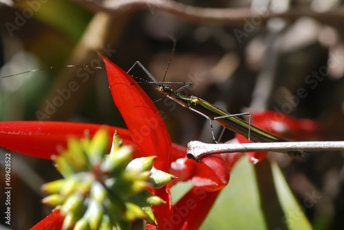 Bicho-pau Paraphasma marginale (Paraphasma marginale) | Stick insect fotografado em Guarapari, Espírito Santo -  Sudeste do Brasil. Bioma Mata Atlântica.  photo