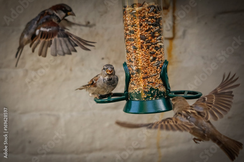 moonrakers birds photo