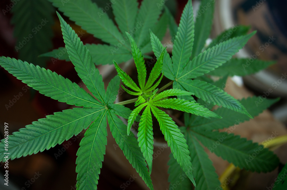 Young Green Marijuana Plant Growing Indoors Close Up Young Green Marijuana Plant Growing Indoors Close Up