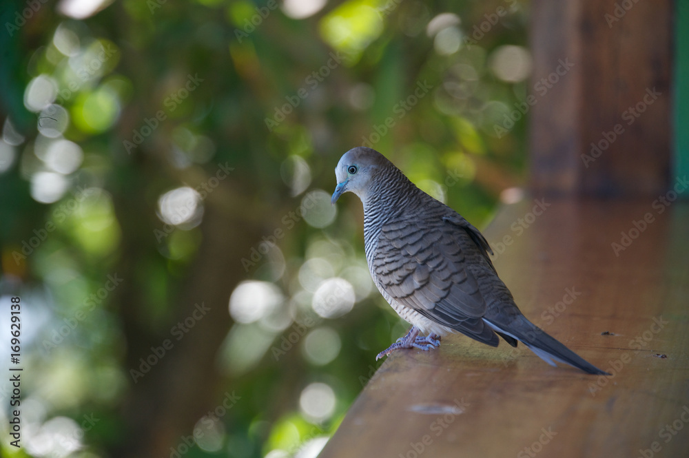 Naklejka premium Bird