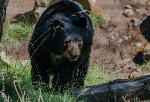 Running Black Bear