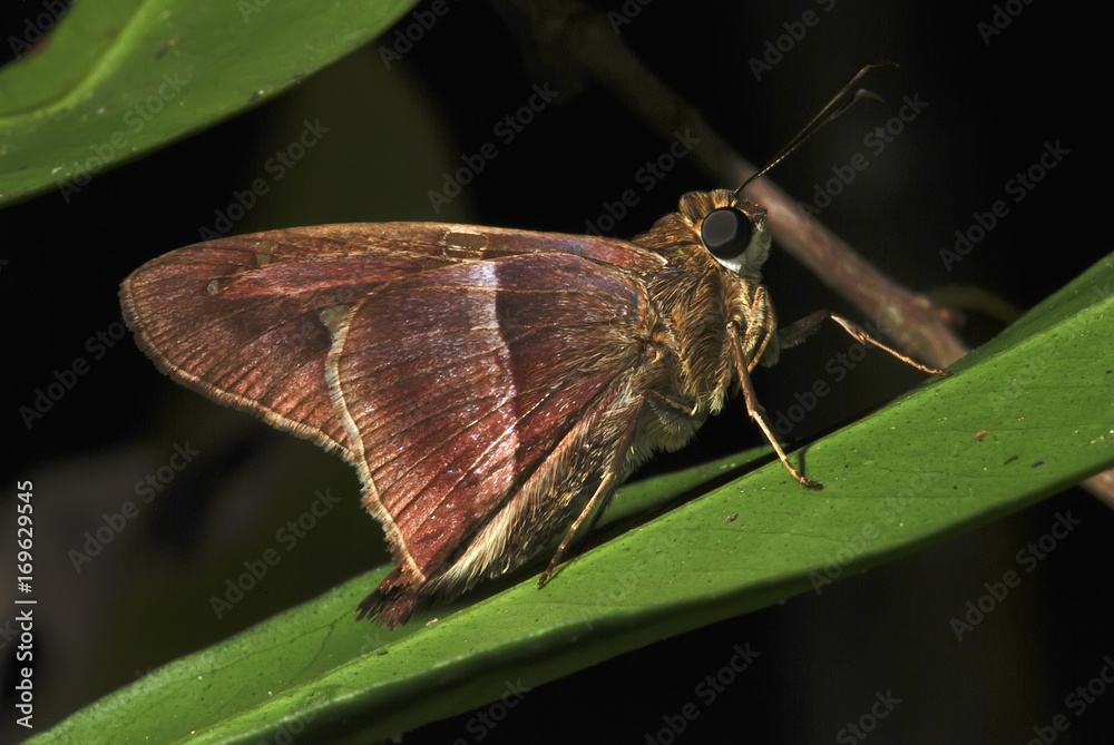 Obraz premium Mariposa (Lepidoptera) | Moth fotografado em Guarapari, Espírito Santo - Sudeste do Brasil. Bioma Mata Atlântica. 