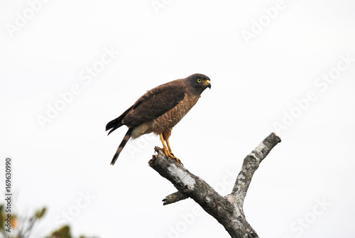 Gavi  o-carij    Rupornis magnirostris    Roadside Hawk fotografado em Guarapari  Esp  rito Santo -  Sudeste do Brasil. Bioma Mata Atl  ntica.