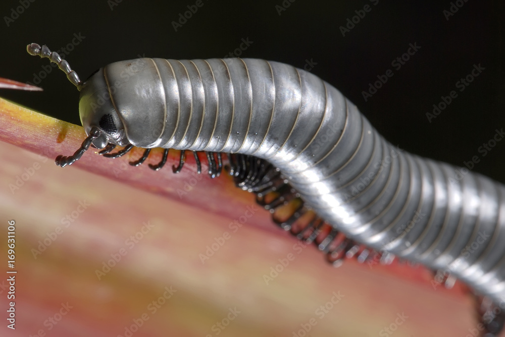 Piolho-de-cobra (Diplopoda) | Millipede fotografado em Guarapari ...