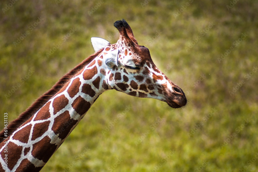Fototapeta premium sleepy Giraffe