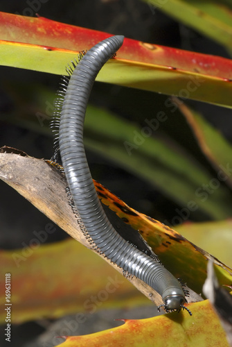 Piolho-de-cobra (Diplopoda) | Millipede fotografado em Guarapari, Espírito Santo -  Sudeste do Brasil. Bioma Mata Atlântica. photo