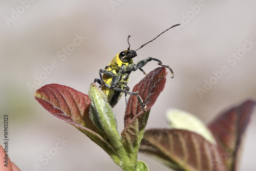 Besouro Gorgulho-amarelo (Cholus flavofasciatus) | Yellow weevil beetle fotografado em Guarapari, Espírito Santo -  Sudeste do Brasil. Bioma Mata Atlântica. photo