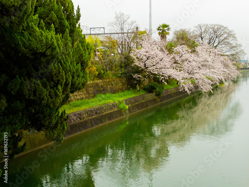 Beautiful view of a cherry blosson near of the river located in the city of hanami Kyoto  in the spring season