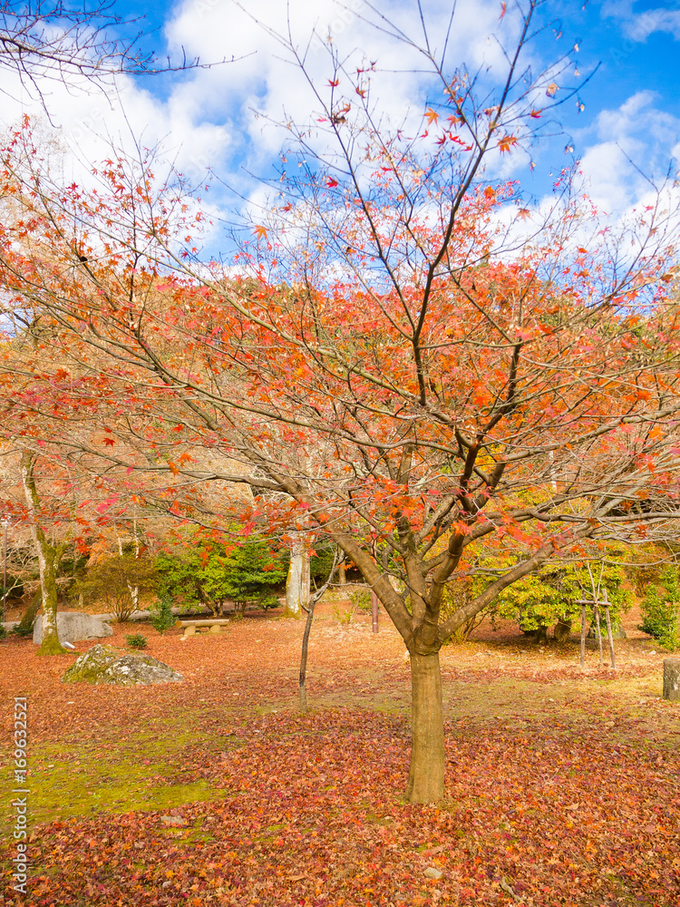 Fototapeta premium Autumn landscape, yellow, orange and red Autumn trees and leaves ,Colorful foliage in the Autumn park at Kyoto